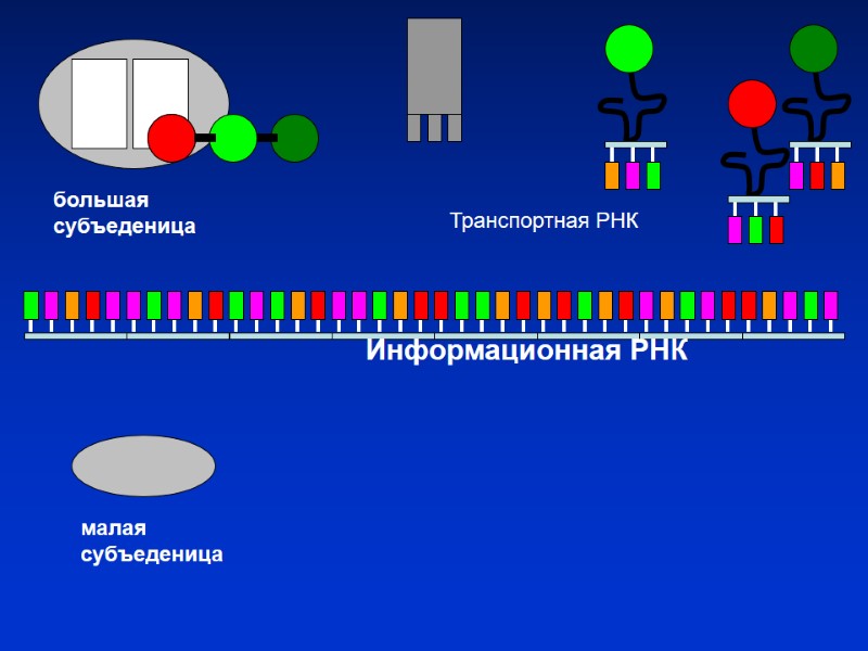 Информационная РНК малая субъеденица большая субъеденица Транспортная РНК Информационная РНК малая субъеденица большая субъеденица Транспортная РНК